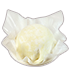 img_pudding_gyuhi_news.png