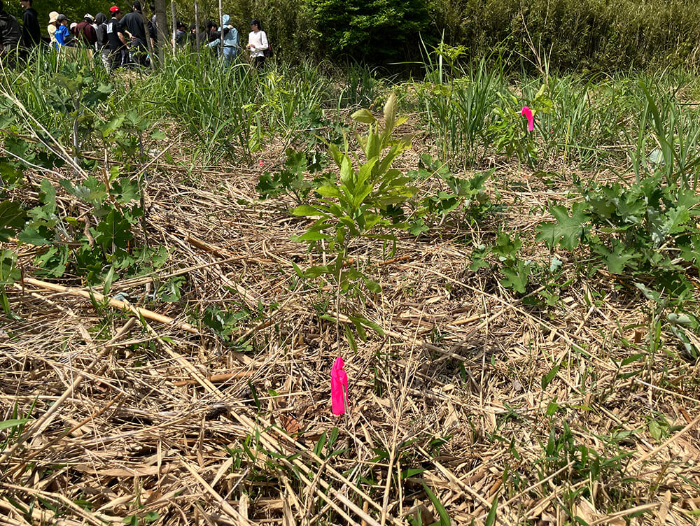 植樹した苗木に目印となるピンク色のリボンをつけます。