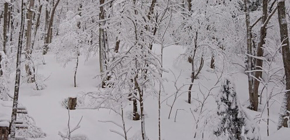 深い雪につつまれた「ペコちゃんの森」