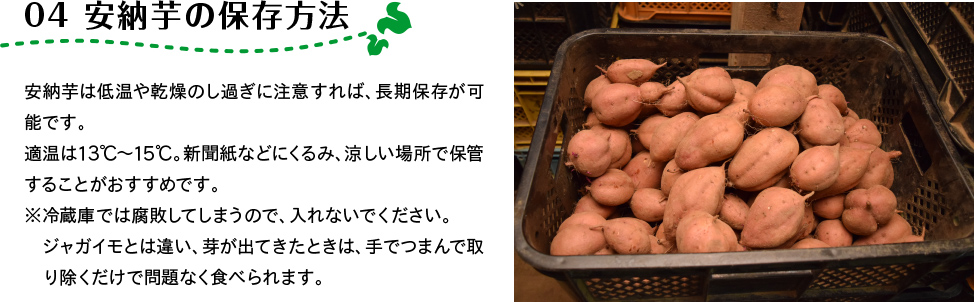 04 安納芋の保存方法 安納芋は低温や乾燥のし過ぎに注意すれば、長期保存が可能です。適温は13℃～15℃。新聞紙などにくるみ、涼しい場所で保管することがおすすめです。 ※冷蔵庫では腐敗してしまうので、入れないでください。ジャガイモとは違い、芽が出てきたときは、手でつまんで取り除くだけで問題なく食べられます。