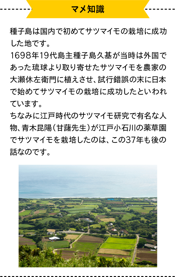 04 種子島は国内で初めてサツマイモの栽培に成功した地です。1698年19代島主種子島久基が当時は外国であった琉球より取り寄せたサツマイモを農家の大瀬休左衛門に植えさせ、試行錯誤の末に日本で始めてサツマイモの栽培に成功したといわれています。ちなみに江戸時代のサツマイモ研究で有名な人物、青木昆陽（甘藷先生）が江戸小石川の薬草園でサツマイモを栽培したのは、この37年も後の話なのです。